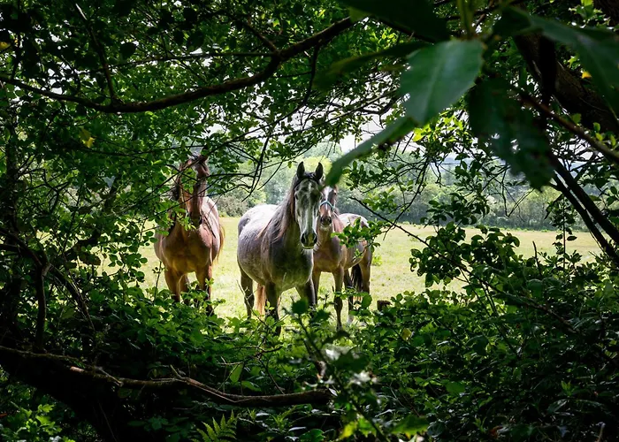 Kilpatrick Glebe 펜션